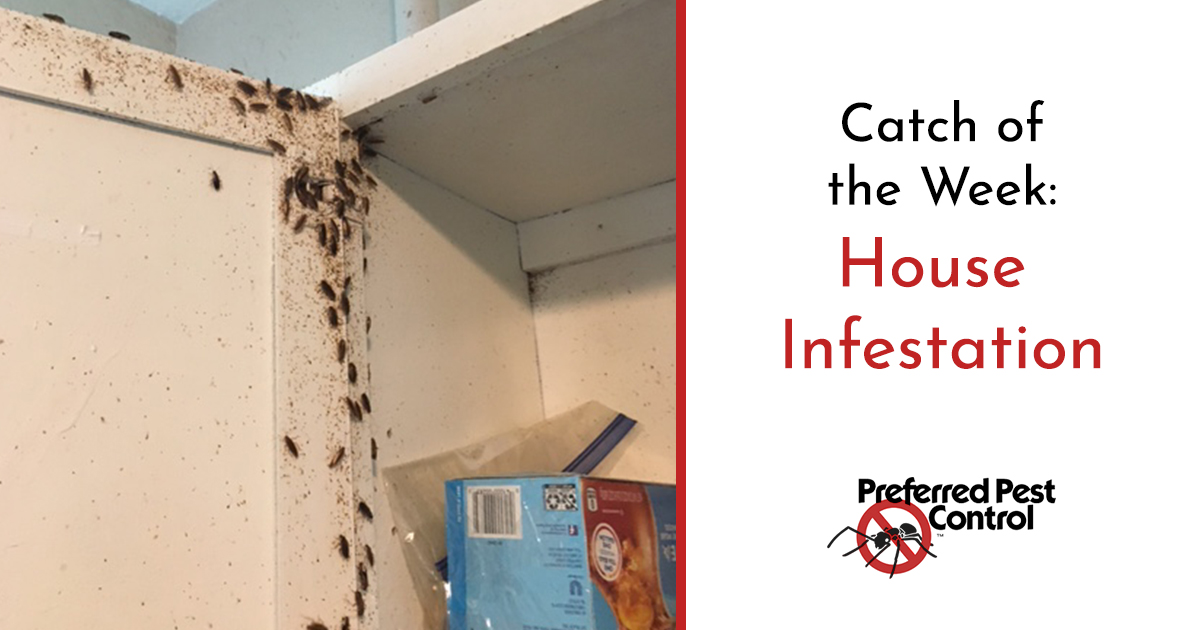 Des Moines Pest Infestation Preferred Pest Control